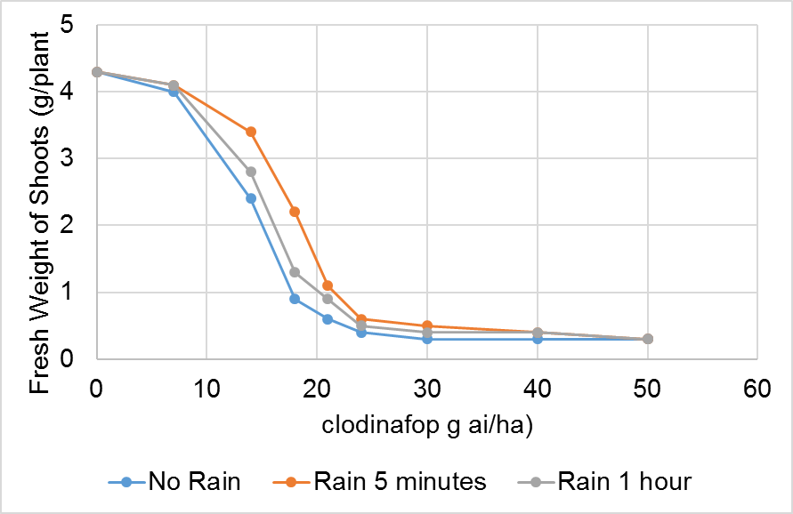 Figure 3. Effect of rain and application rate on the fresh weight of oats sprayed with clodinafop applied with adjuvant.