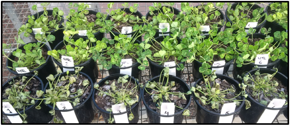 Figure 2. Damage to subclover 2 hours after spraying with 16 g glyphosate acid (gly) + 21 g nonanoic acid RTU (front row), an untreated control (middle row) and a generic glyphosate RTU weed killer.